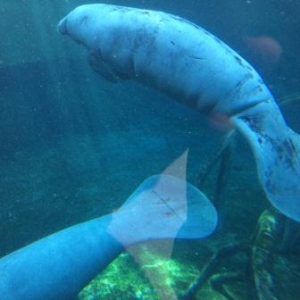 Manatees at Paris zoo