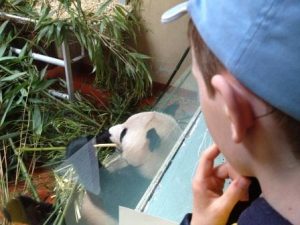 Giant panda at Edinburgh zoo