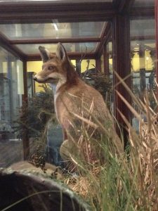 Fox at NHM