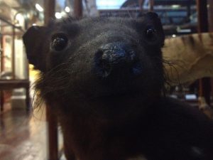 Tasmanian devil at NHM