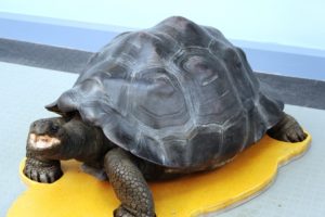 Model of a Galapagos giant tortoise at Dublin zoo's Zoorassic world