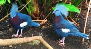 Scheepmaker's crowned pigeons. These birds are supposedly the owner of the feather we found.