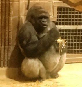 Gugas the gorilla at Belfast zoo