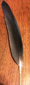 Crowned pigeon feather from Belfast zoo