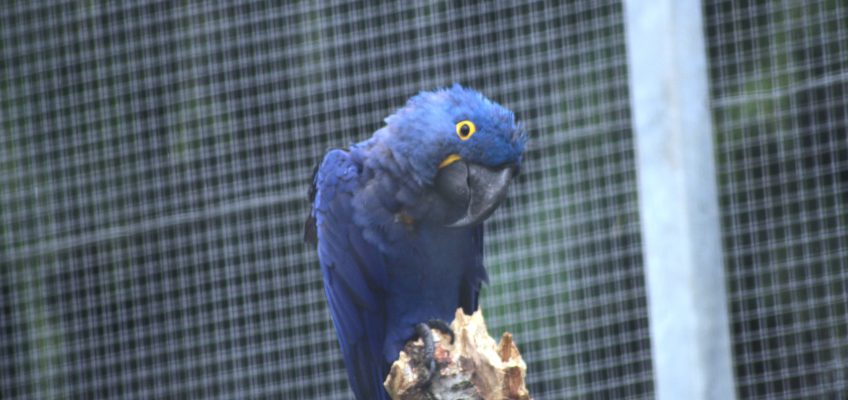 Hyacinth macaw (Anodorhynchus hyacinthinus) in the Camperdown Wildlife Centre