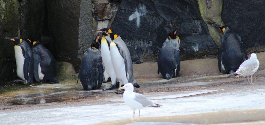 King penguins (Aptenodytes patagonicus), along with a couple of herring gulls (Larus argentatus), in Edinburgh Zoo