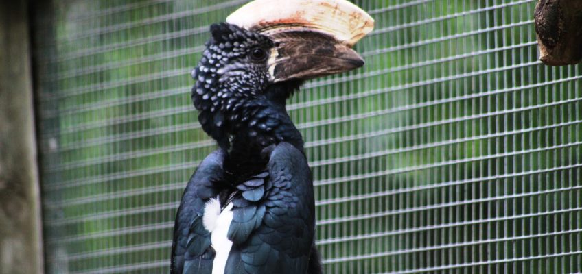 Male silvery-cheeked hornbill (Bycanistes brevis) in the Camperdown Wildlife Centre