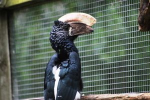 Male silvery-cheeked hornbill (Bycanistes brevis) in the Camperdown Wildlife Centre