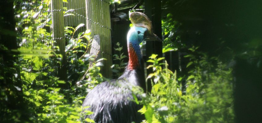 Southern cassowary (Casuarius casuarius) in Edinburgh Zoo