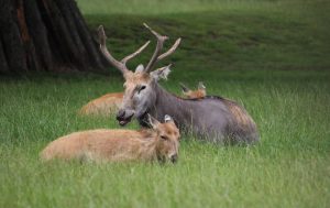 Pere David's deer (Elaphurus davidianus) in Blair Drummond Safari and Adventure Park