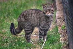 Scottish wildcat (Felis silvestris grampia) in the Camperdown Wildlife centre