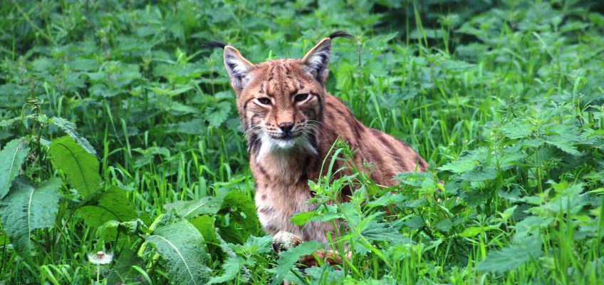 Eurasian lynx (Lynx lynx) in the Camperdown Wildlife Centre