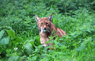Eurasian lynx (Lynx lynx) in the Camperdown Wildlife Centre