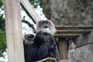 Lion-tailed macaques (Macaca silenus) in the Camperdown Wildlife Centre