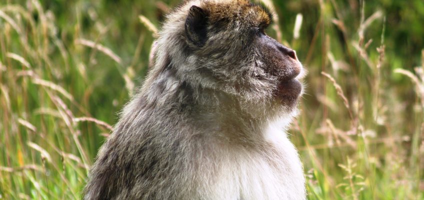 Barbary macaque (Macaca sylvanus) in Blair Drummond Safari and Adventure Park