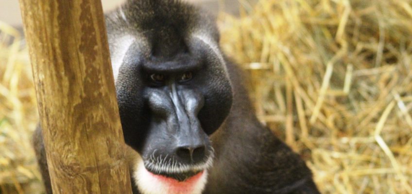 Male drill (Mandrillus leucophaeus) in Edinburgh Zoo