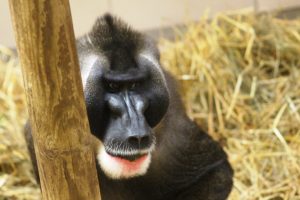 Male drill (Mandrillus leucophaeus) in Edinburgh Zoo