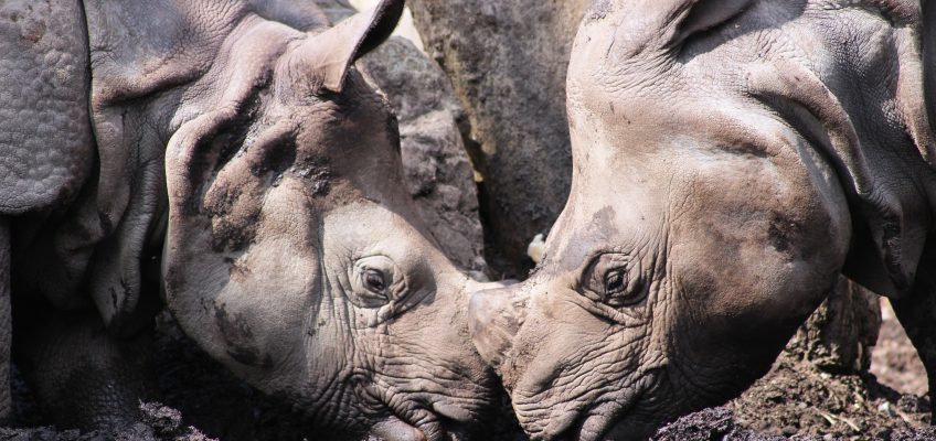 Qabid and Sanjay the Indian rhinoceroses (Rhinoceros unicornis) in Edinburgh Zoo