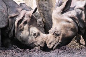 Qabid and Sanjay the Indian rhinoceroses (Rhinoceros unicornis) in Edinburgh Zoo