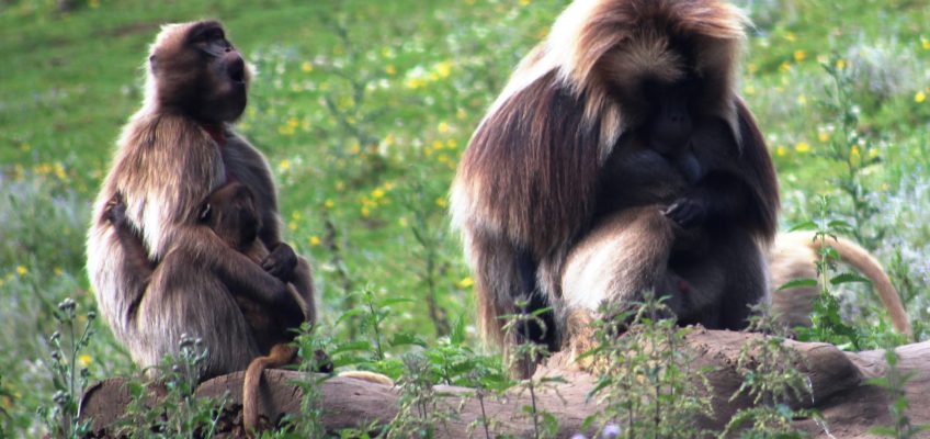 Geladas (Theropithecus gelada) in Edinburgh Zoo