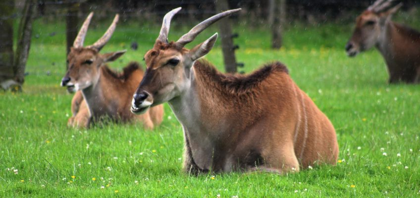 Common eland (Tragelaphus oryx) at Blair Drummond Safari and Adventure Park