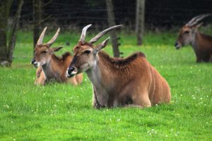 Common eland (Tragelaphus oryx) at Blair Drummond Safari and Adventure Park
