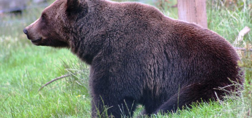 European brown bear (Ursus arctos arctos) in the Camperdown Wildlife Centre