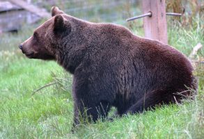 European brown bear (Ursus arctos arctos) in the Camperdown Wildlife Centre
