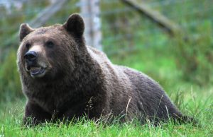 European brown bear (Ursus arctos arctos) in the Camperdown Wildlife Centre