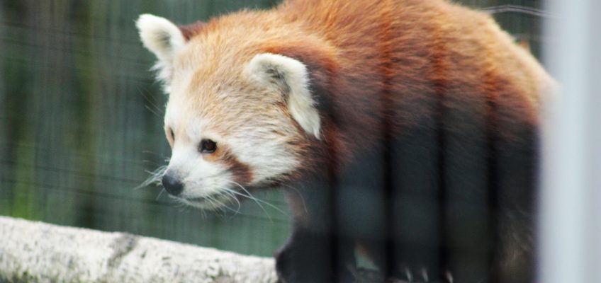 Red panda (Ailurus fulgens) in the Highland Wildlife Park