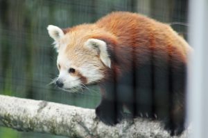 Red panda (Ailurus fulgens) in the Highland Wildlife Park