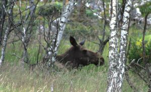 Moose in the Highland Wildlife Park