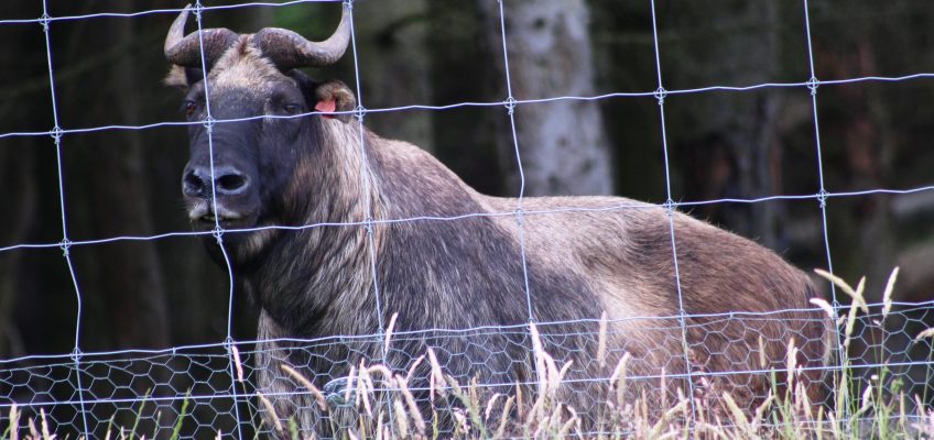 Mishmi takin (Budorcas taxicolor taxicolor) in the Highland Wildlife Park