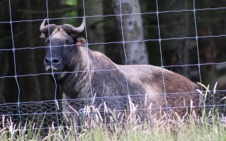 Mishmi takin (Budorcas taxicolor taxicolor) in the Highland Wildlife Park