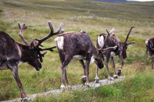 Some of the Cairngorm reindeer (Rangifer tarandus)