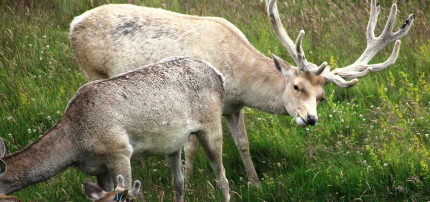 Bukhara deer stag and hinds (Cervus elaphus bactrianus) in the Highland Wildlife Park