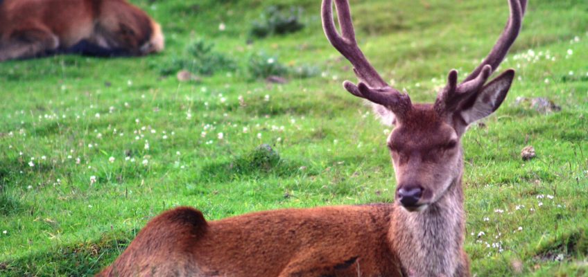 Scottish red deer stag (Cervus elaphus scoticus) in the Highland Wildlife Park