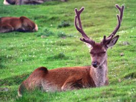 Scottish red deer stag (Cervus elaphus scoticus) in the Highland Wildlife Park