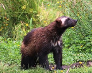 Young wolverine (Gulo gulo) in the Highland Wildlife Park