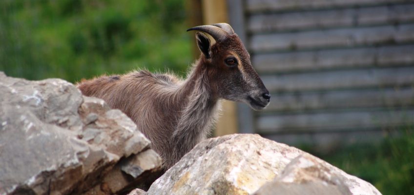 Himalayan tahr (Hemitragus jemlahicus) in the Highland Wildlife Park