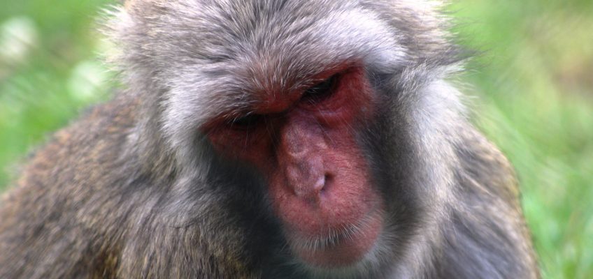 Japanese macaque (Macaca fuscata) in the Highland Wildlife Park