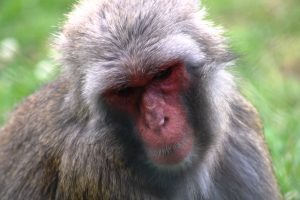 Japanese macaque (Macaca fuscata) in the Highland Wildlife Park