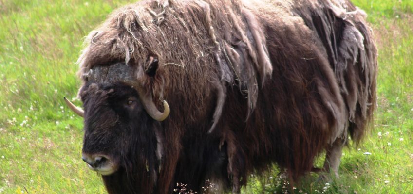 Musk ox (Ovibos moschatus) in the Highland Wildlife Park