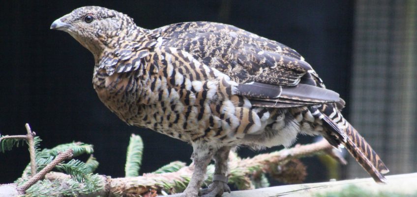 Female western capercaillie (Tetrao urogallus) in the Highland Wildlife Park