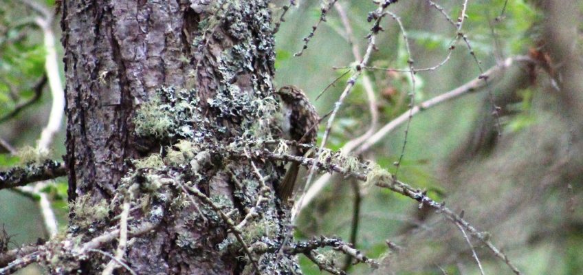 Treecreeper (Certhia familiaris, center) in a forest around Loch Ness