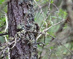 Treecreeper (Certhia familiaris, center) in a forest around Loch Ness