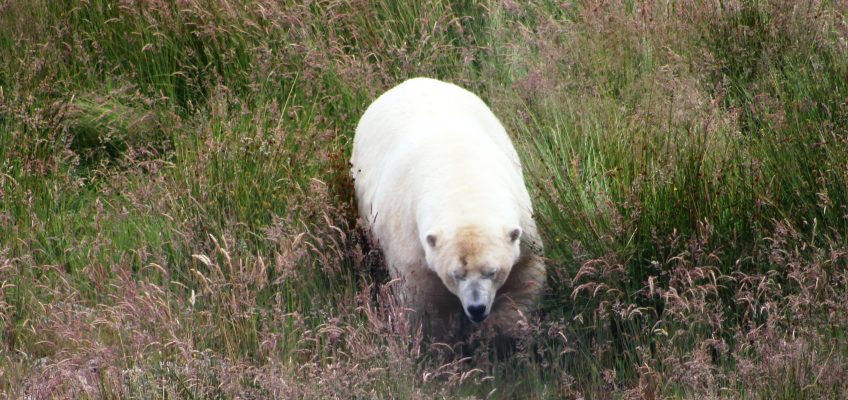 Male polar bear (Ursus maritimus) at the Highland Wildlife Park