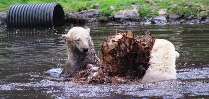 Victoria (right) and son Hamish playing at the Highland Wildlife Park