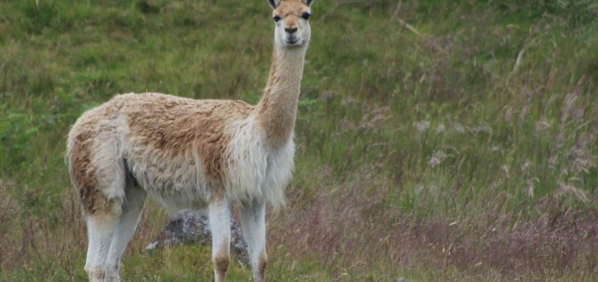 Vicuna (Vicugna vicugna) in the Highland Wildlife Park