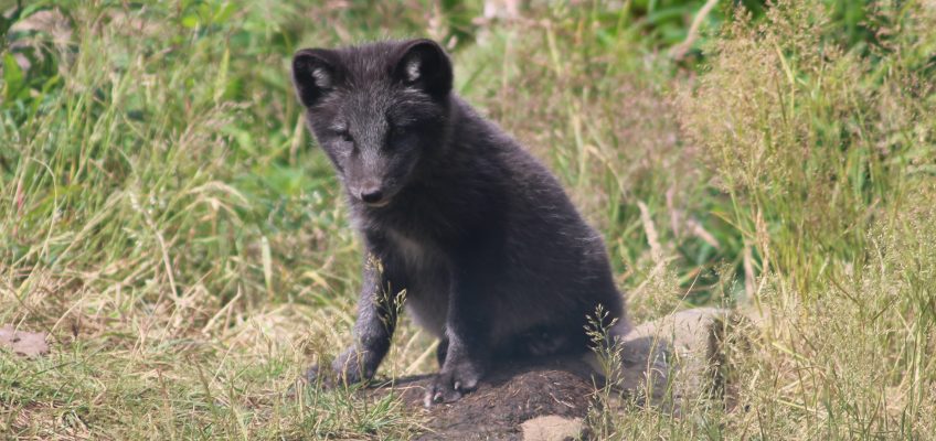 Arctic fox cub (Vulpes lagopus) in the Highland Wildlife Park